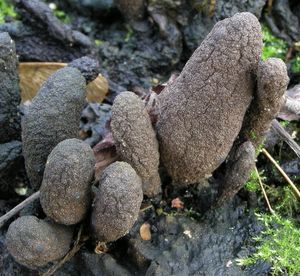 Dřevnatka mnohotvárná - Xylaria polymorpha (Pers.) Grev. 1824