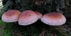 Třepenitka cihlová - Hypholoma lateritium  (Schaeff.) P. Kumm. 1871