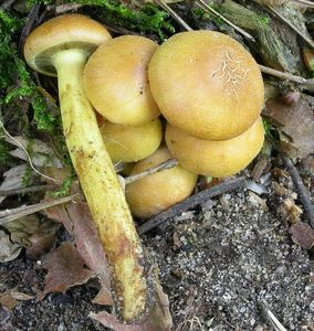 Třepenitka svazčitá - Hypholoma fasciculare  (Huds.) P. Kumm. 1871