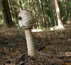 Bedla vysoká - Macrolepiota procera (Scop.) Singer 1948
