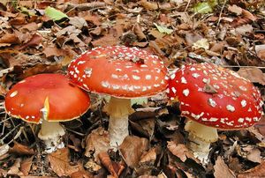 Muchomůrka červená - Amanita muscaria (L.) Lam. 1783