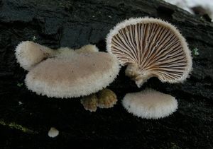 Klanolístka obecná - Schizophyllum commune Fr. 1815