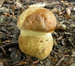 Hřib dubový - Boletus reticulatus Schaeff. 1774