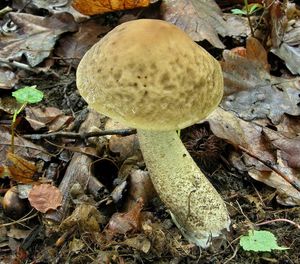 Kozák habrový - Leccinum pseudoscabrum ( Kallenb.) Šutara