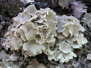 Choroš oříš - Polyporus umbellatus (Pers.) Fr. 1821