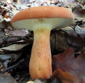 Ryzec syrovinka - Lactarius volemus (Fr.) Fr. 1838