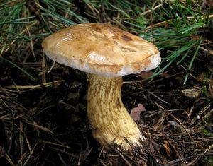 Hřib žlučník - Tylopilus felleus  (Bull.) P. Karst. 1881