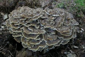 Trsnatec lupenitý - Grifola frondosa (Dicks.) Gray 1821