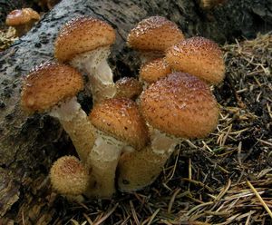 Václavka smrková - Armillaria ostoyae (Romagn.) Herink 1973