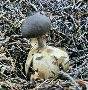 Hvězdovka dlouhokrká - Geastrum pectinatum Pers.