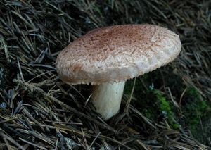 Čirůvka kravská - Tricholoma vaccinum