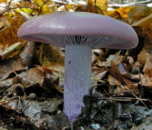 Čirůvka fialová - Lepista nuda (Bull.) Cooke 1871