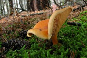 Lištička pomerančová - Hygrophoropsis aurantiaca (Wulfen) Maire 1921