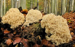 Korálovec bukový - Hericium clathroides (Pall.) Pers. 1797