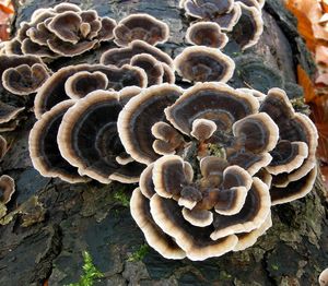 Outkovka pestrá - Trametes versicolor (L.) Lloyd 1921