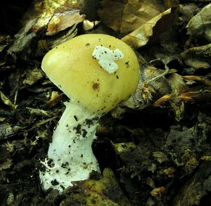 Muchomůrka slámožlutá - Amanita gemmata