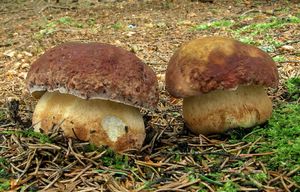 Hřib borový - Boletus pinophilus  Pilát & Dermek 1973