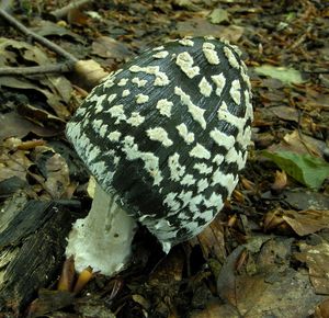 Hnojník strakatý - Coprinus picaceus