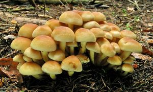 Třepenitka svazčitá - Hypholoma fasciculare  (Huds.) P. Kumm. 1871
