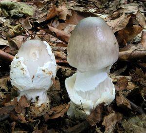 Muchomůrka pošvatá - Amanita vaginata