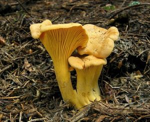 Liška obecná - Cantharellus cibarius Fr. 1821