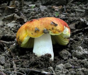 Holubinka zlatá - Russula aurea  Pers.