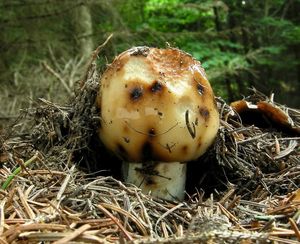 Holubinka smrdutá - Russula foetens Pers. 1796