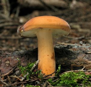 Ryzec syrovinka - Lactarius volemus (Fr.) Fr. 1838