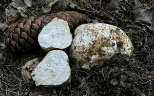 Bělolanýž obecný - Choiromyces venosus (Fr.) Th. Fr. 1909