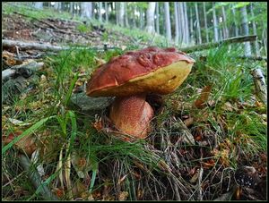 Klikni pro velký obrázek