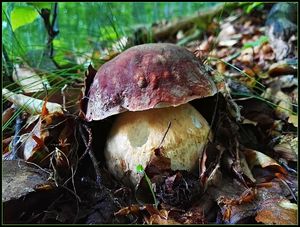 Klikni pro velký obrázek