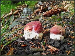 Klikni pro velký obrázek