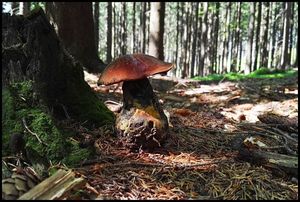 Klikni pro velký obrázek