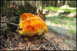 Klikni pro velký obrázek