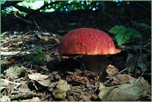 Klikni pro velký obrázek