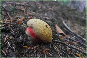 Klikni pro velký obrázek