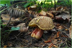 Klikni pro velký obrázek