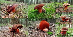 Klikni pro velký obrázek