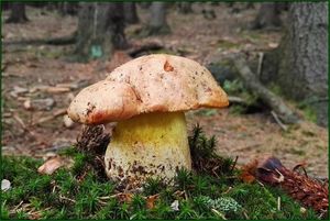 Klikni pro velký obrázek