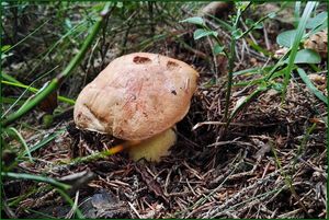 Klikni pro velký obrázek