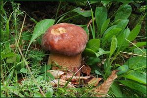 Klikni pro velký obrázek