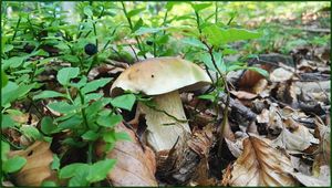 Klikni pro velký obrázek