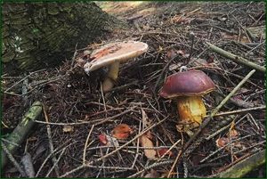 Klikni pro velký obrázek