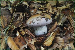 Klikni pro velký obrázek