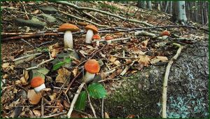 Klikni pro velký obrázek