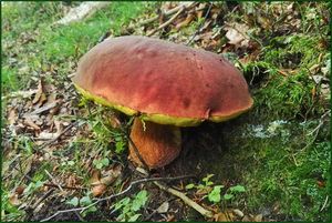 Klikni pro velký obrázek