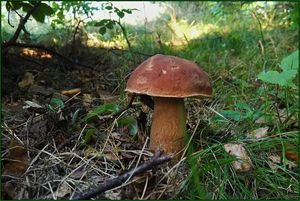 Klikni pro velký obrázek