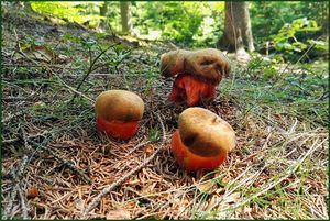 Klikni pro velký obrázek