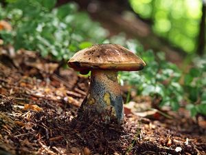 Klikni pro velký obrázek