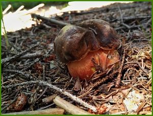 Klikni pro velký obrázek